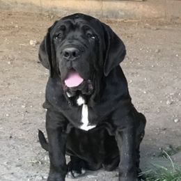 Neapolitan Mastiffs from Mastiffs with Manners