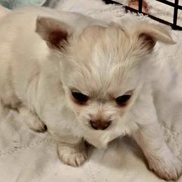 Chihuahua puppies from Cane River Chihuahuas
