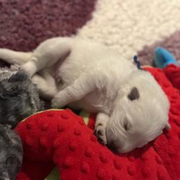 Berger Blanc Suisse puppies from Moro Shepherds