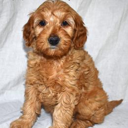 Tippi - Apricot female Goldendoodle puppy in Jasper, Indiana from Hilltop Pups LLC