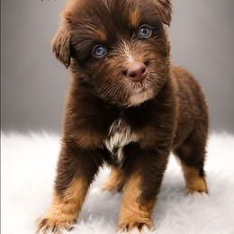 Reese's - Red tri-color female Australian Shepherd puppy in Fultonville, New York from Sandy Aussies & Pomeranians