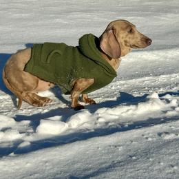 Lucy - Dachshund