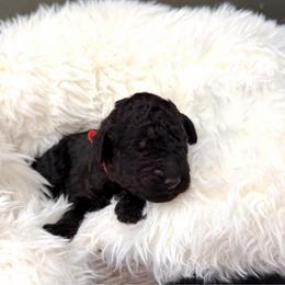 Mike - Phantom male Goldendoodle puppy in Spokane, Washington from Goldendoodles on the Prairie