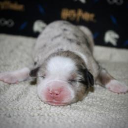 Australian Shepherd Puppies from HP Aussie Kennels