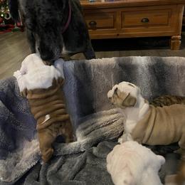 Bulldog Puppies from Semper Fi Bulldogs