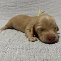Cream Girl (yellow collar) - Cream female Dachshund puppy in Fontana, California from Oscar Meyer’s Weenies