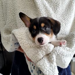 Pembroke Welsh Corgi Puppies from Patrick's Pembroke Welsh Corgis