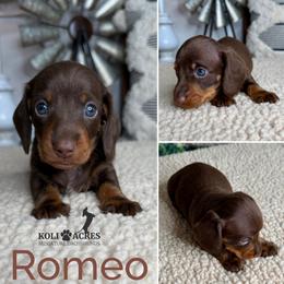 Romeo - AKC - Wirehair - Chocolate and tan male Dachshund puppy in Kemp, Texas from Koli Acres