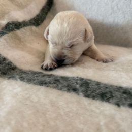 Girl 3 - Yellow female Labrador Retriever puppy in Isanti, Minnesota from Four Corners Family Labs