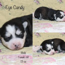 Eye Candy - Black and white male Pomsky puppy in Denham Springs, Louisiana from Bayouland Pomskies