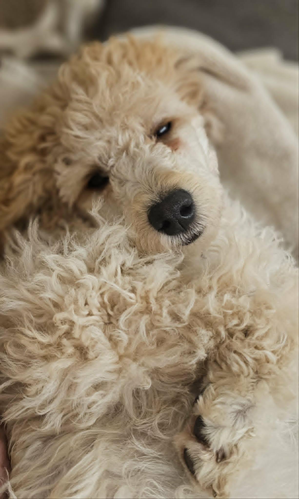 Penny
