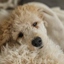 Penny - Cockapoo