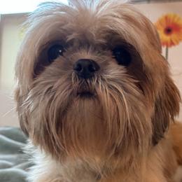 Shih Tzus from Tony's Shih Tzus