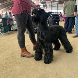 Giant Schnauzer and Poodle All Grown Up from Pawsh K9’s