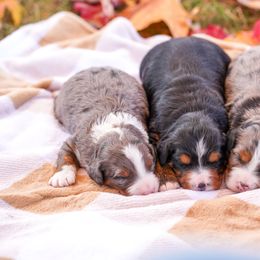 Bernedoodle Puppies from Down Home Doodle