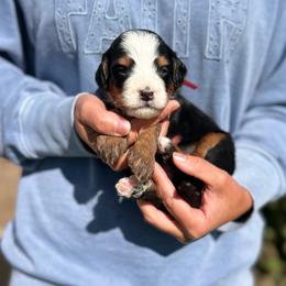 Belle - Tri-color female Bernedoodle puppy in Sugarcreek, Ohio from Cuddly Companion Doodles