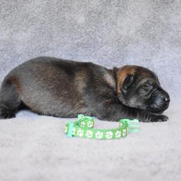 Green - Sable male German Shepherd puppy in Cherryville, North Carolina from Masky Kennel
