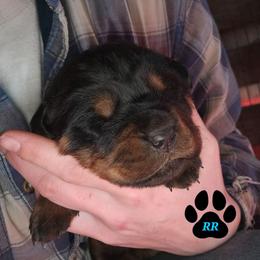 Sequoia - Black and mahogany female Rottweiler puppy in Tangent, Oregon from Raya's Royals