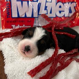 Twizzler - Tri-color female Bernese Mountain Dog puppy in Gardner, Kansas from Faith and Family Farm