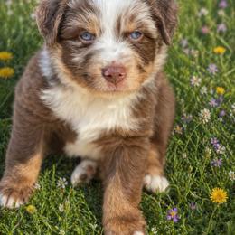 Diesel - Red merle male Australian Shepherd puppy in Marshall, Virginia from Greywood Farm Aussies