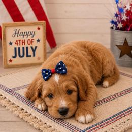 Funshine Bear - Apricot female Goldendoodle puppy in Rocky Point, North Carolina from CelticDoods