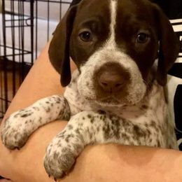 German Shorthaired Pointer Puppies from Legends German Shorthaired Pointers