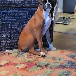 Boxer All Grown Up from Kimberly's Boxers