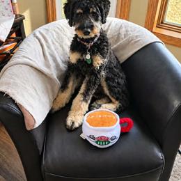Aussiedoodle and Bernedoodle Puppies from Jupiter Doodles
