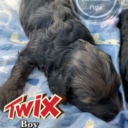 Cockapoo and Goldendoodle Puppies from Mason Farmhouse Poodles, Doodles & Poos