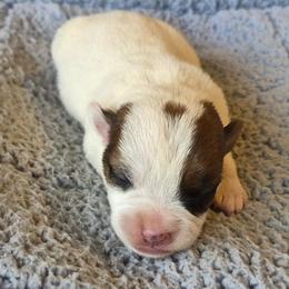 Eddy - Tan and white male Jack Russell Terrier puppy in Menifee, California from Wendover Terriers
