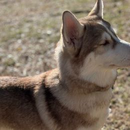 Briar - Red and white Siberian Husky puppy in Princeton, North Carolina from Boon Hill Huskies