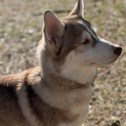 Briar - Red and white Siberian Husky puppy in Princeton, North Carolina from Boon Hill Huskies