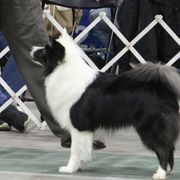 Slate - Icelandic Sheepdog