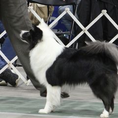 Slate - Icelandic Sheepdog