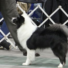 Slate - Icelandic Sheepdog