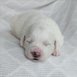 Girl 5 - White female Great Pyrenees puppy in Yakima, Washington from Naches Heights Ranch