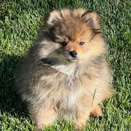 Pomeranian puppies from Bisous Pomeranians & Heartland Sh