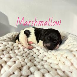 Marshmallow - Parti female Goldendoodle puppy in Lakeland, Florida from Golden Creek Doodles