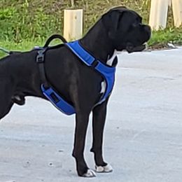 Kole - Boxer