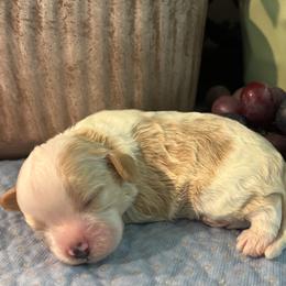 Grant - Blenheim male Cavapoo puppy in Oklahoma from Rocky Oak Cavaliers & Biewer Terriers LLC