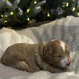 Sugar (Dark Pink Collar) - Apricot female Cavapoo puppy in Austin, Texas from Lucy Lou’s Cavapoos