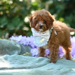 Gloria - Red female Cavapoo puppy in Deming, Washington from Heavenly Puppies to Love
