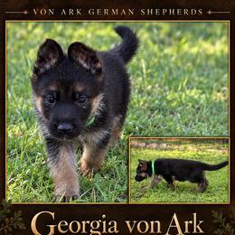 Georgia Von Ark - Black and red female German Shepherd puppy in Llano, Texas from Von Ark German Shepherds