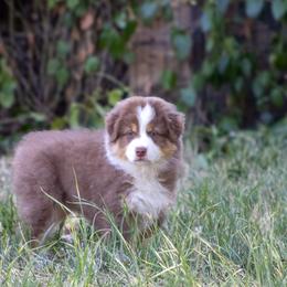 Australian Shepherd Puppies from Dream E River Ranch