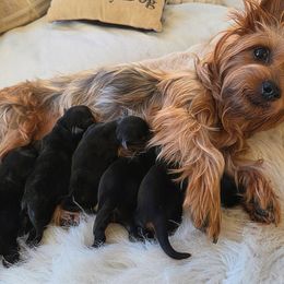 Yorkshire Terrier puppies from Mike's Yorkies