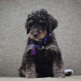 Purple Collar - Tri-color female Bernedoodle puppy in Scottsboro, Alabama from Dixie Land Doodles