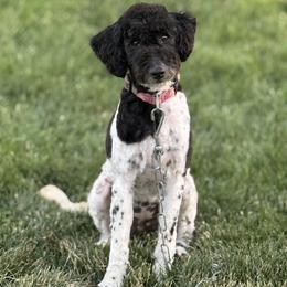 Dani - Poodle
