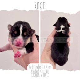 Saga - Black and tan female American Corgi puppy in Santaquin, Utah from Blacktail Mountain Corgis