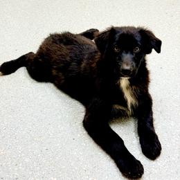 Onyx - Black & white male Australian Shepherd puppy in Mineral Wells, Texas from A6 Australian Shepards