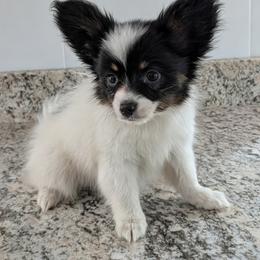 Cotton - White and black male Papillon puppy in Dorset, Ohio from Classy Country Papillons